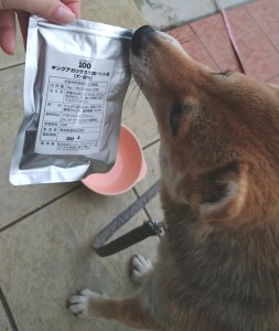 柴犬2
