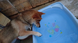柴犬3