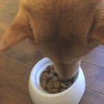 キングアガリクス　犬　ごはん
