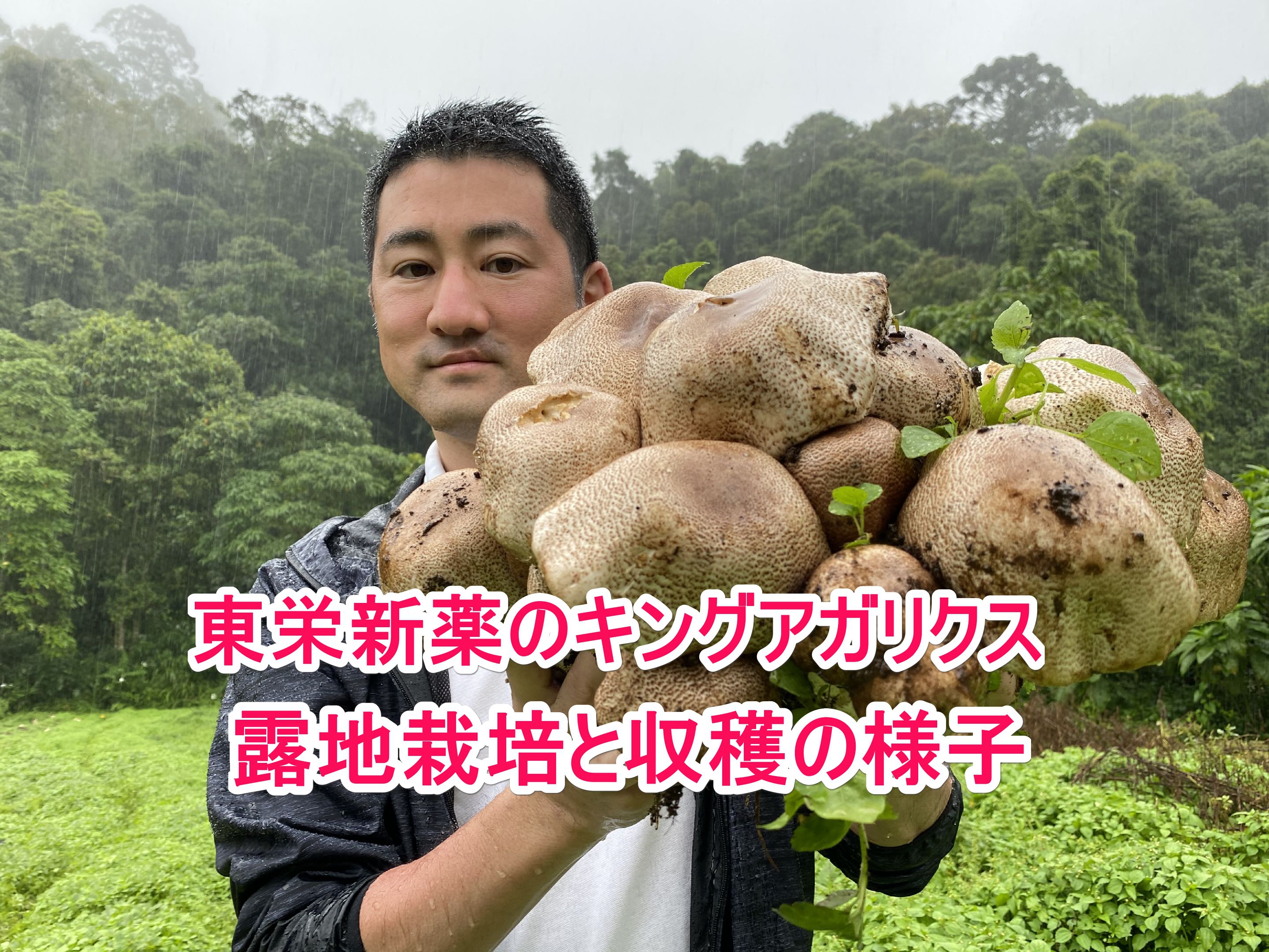 キングアガリクスの栽培風景