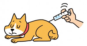 犬注射