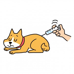 犬注射