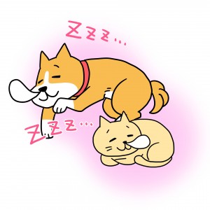 犬猫寝る