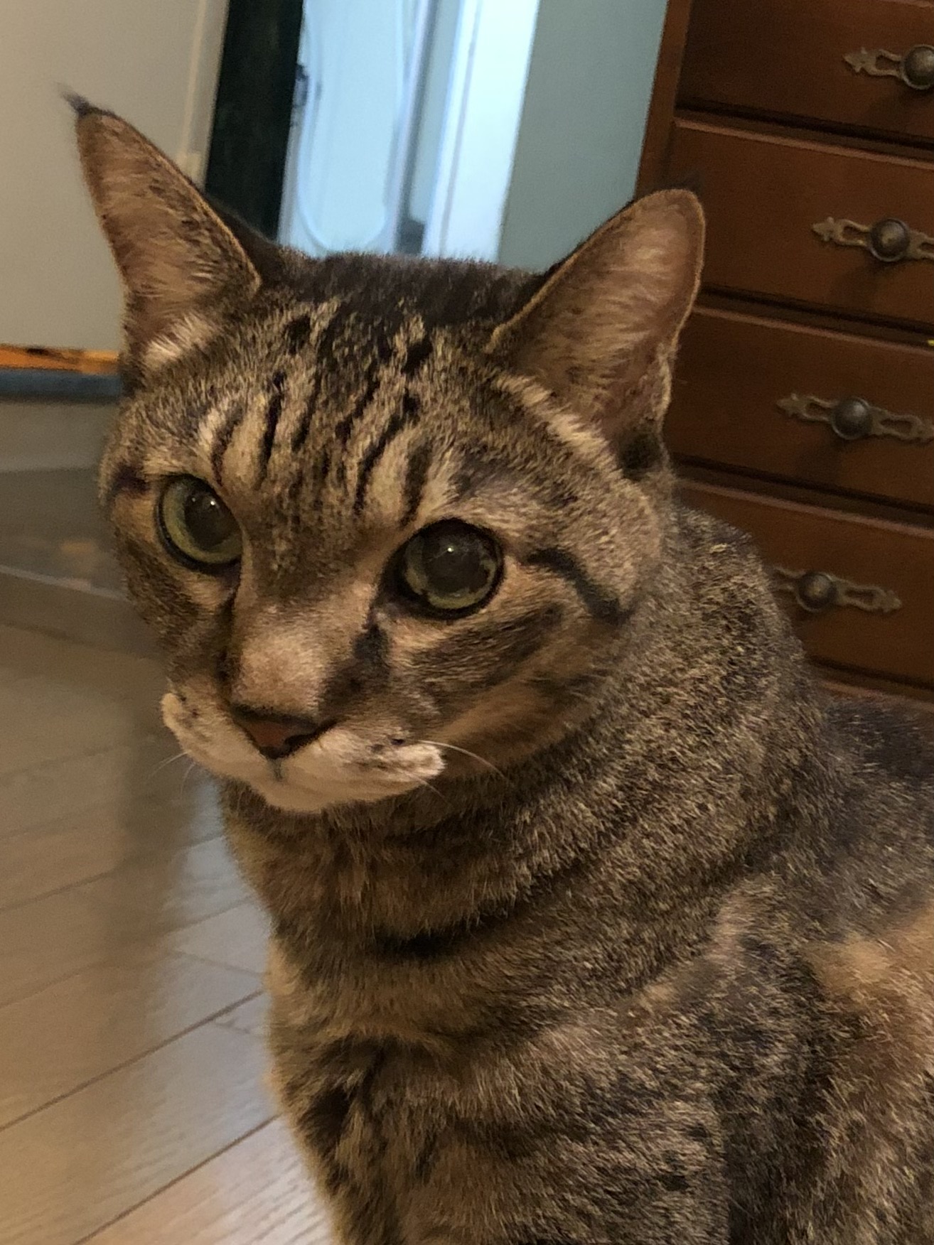 ねこ
