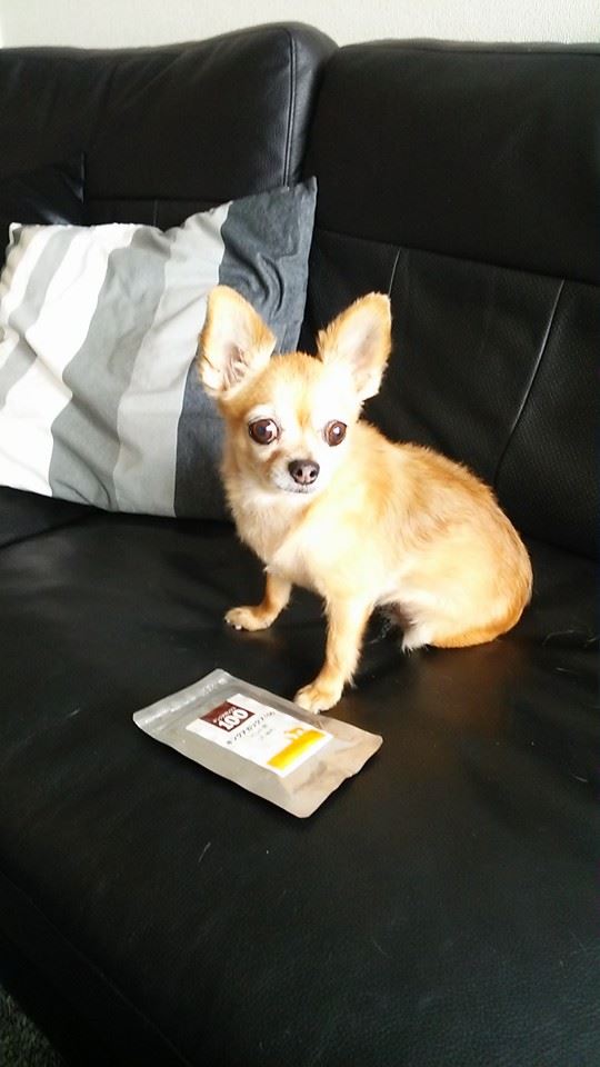 チワワ